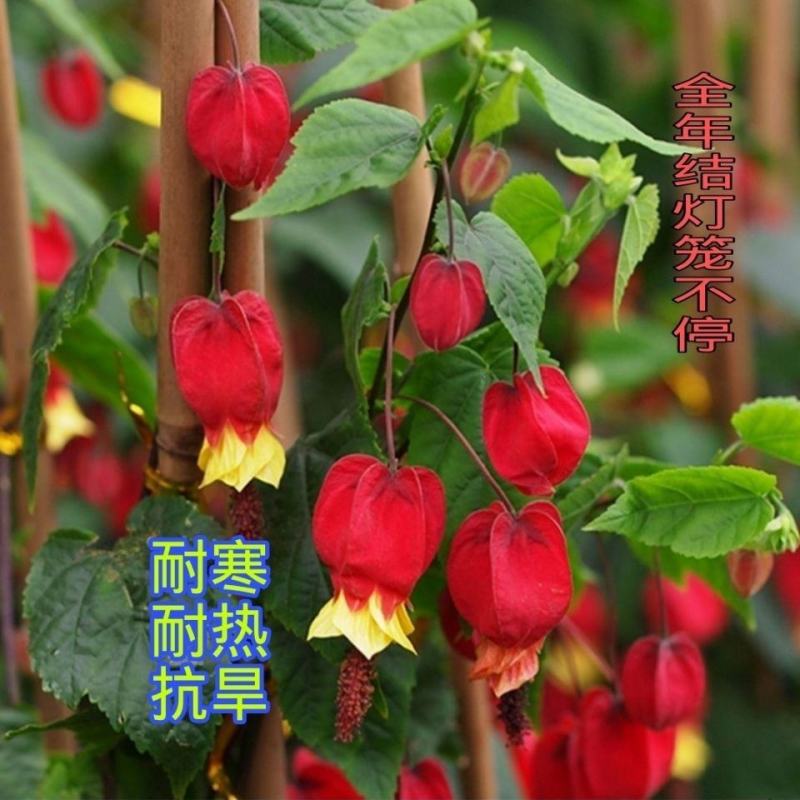 灯笼花盆栽苗四季开花蔓性风铃阳台庭院爬藤本耐晒热植物花卉