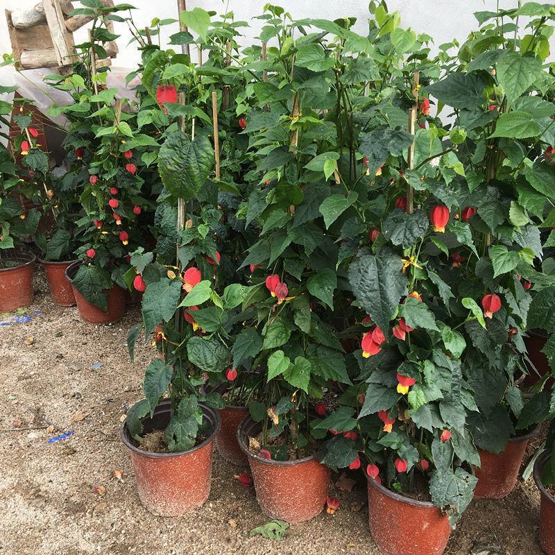 灯笼花盆栽苗四季开花蔓性风铃阳台庭院爬藤本耐晒热植物花卉