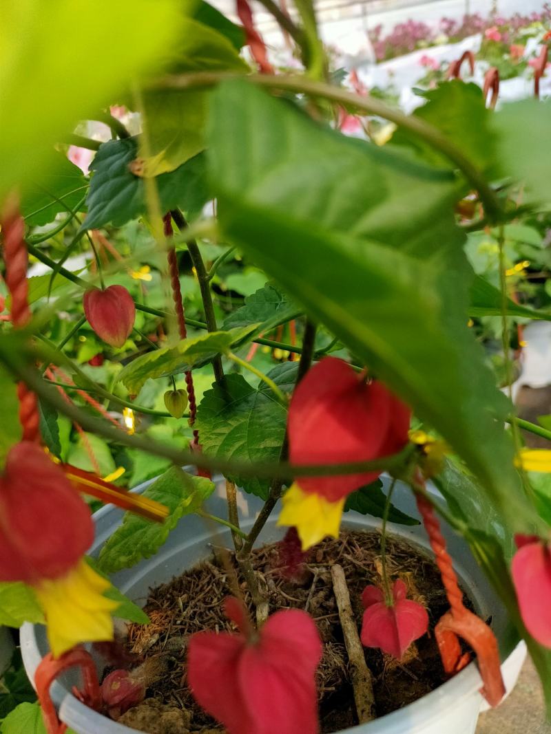 灯笼花盆栽苗四季开花蔓性风铃阳台庭院爬藤本耐晒热植物花卉