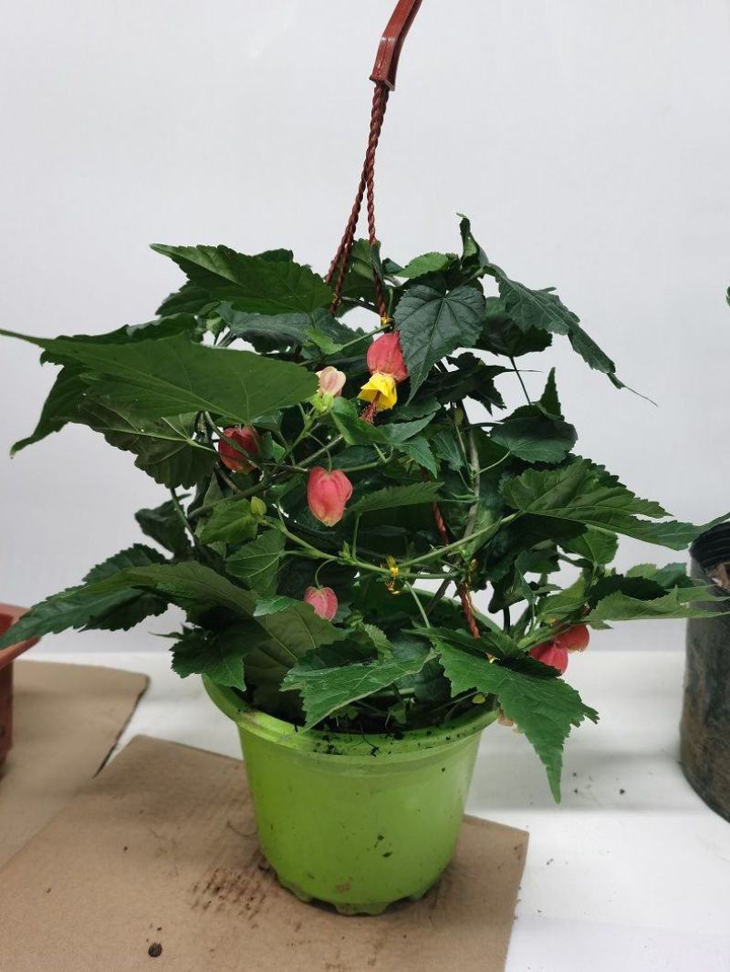 灯笼花盆栽苗四季开花蔓性风铃阳台庭院爬藤本耐晒热植物花卉