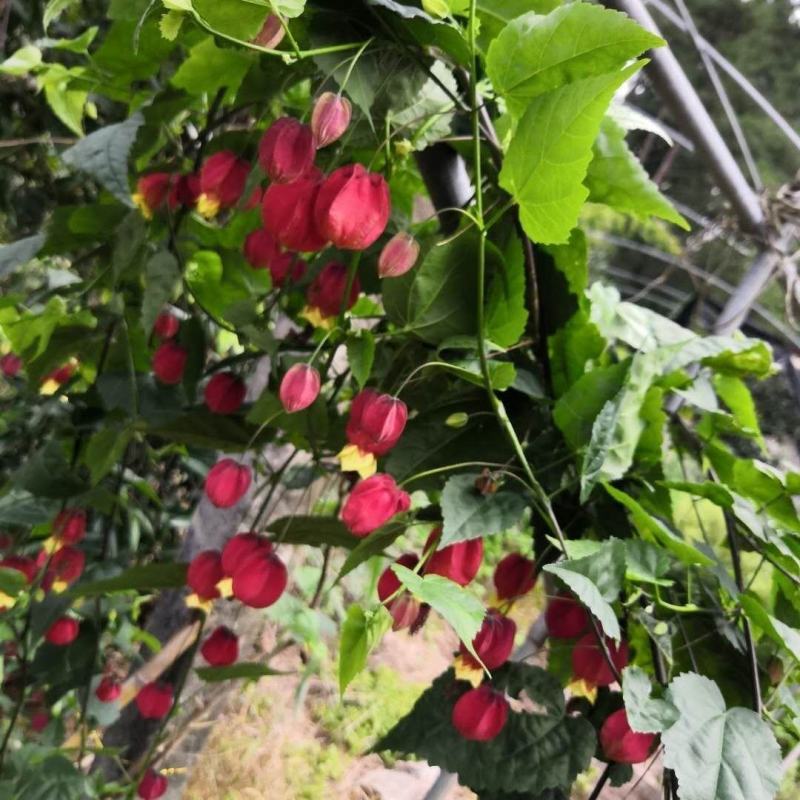 灯笼花盆栽苗四季开花蔓性风铃阳台庭院爬藤本耐晒热植物花卉