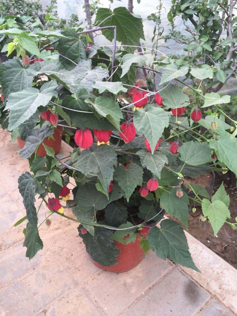 灯笼花盆栽苗四季开花蔓性风铃阳台庭院爬藤本耐晒热植物花卉