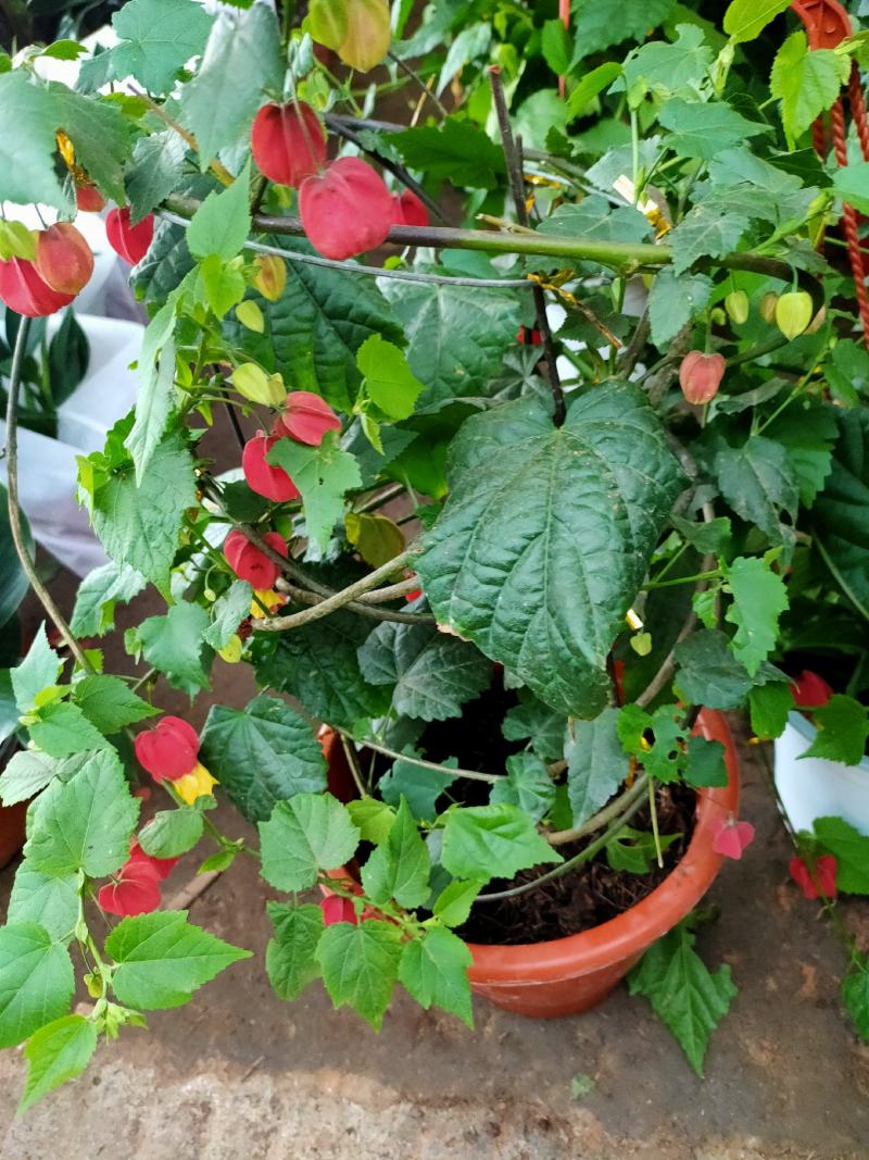 灯笼花盆栽苗四季开花蔓性风铃阳台庭院爬藤本耐晒热植物花卉