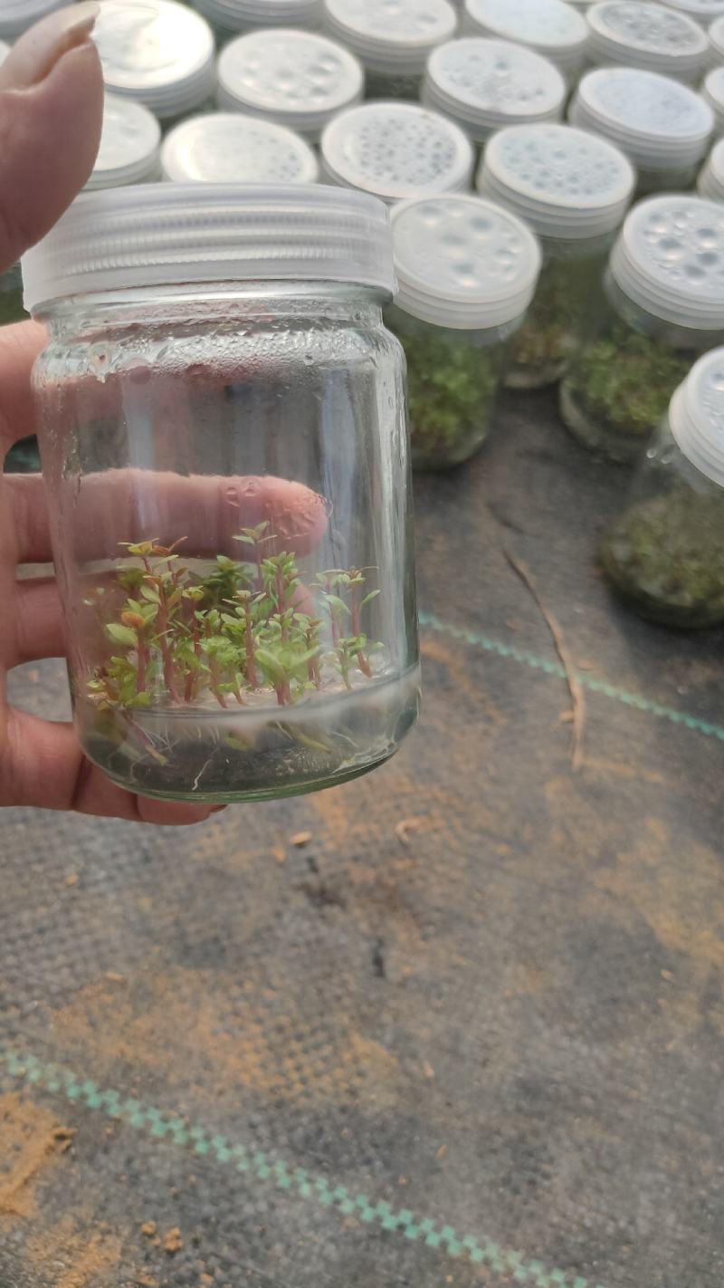 桉树苗东门27号28号26号29号广州1号成品瓶苗枝条