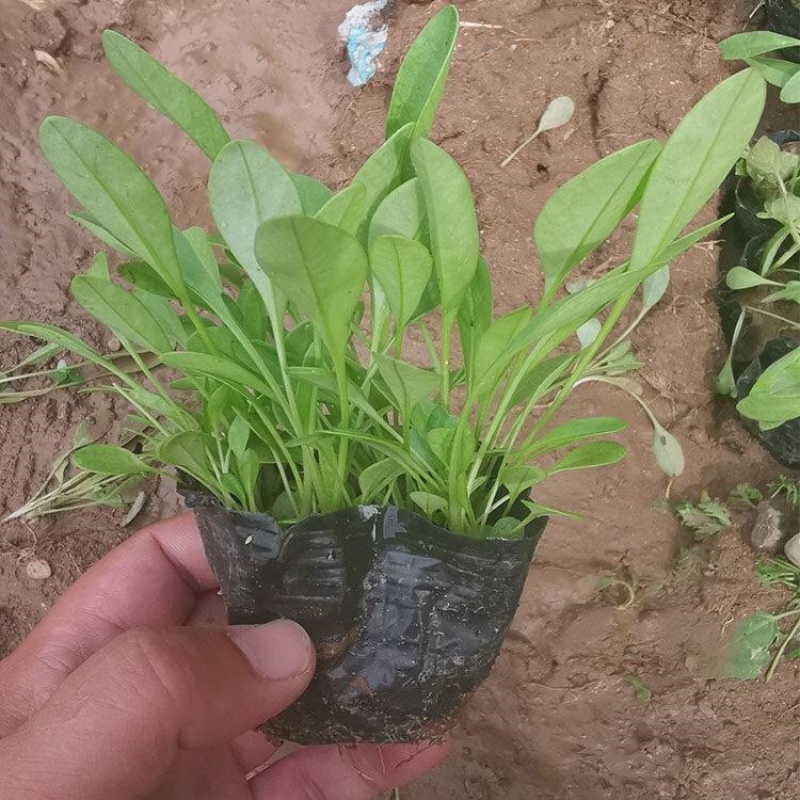 金鸡菊基地，一手货源，产地直发，量大质优，大量有货