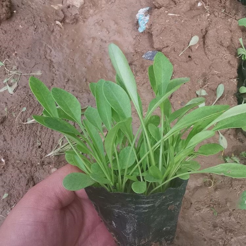 金鸡菊基地，一手货源，产地直发，量大质优，大量有货
