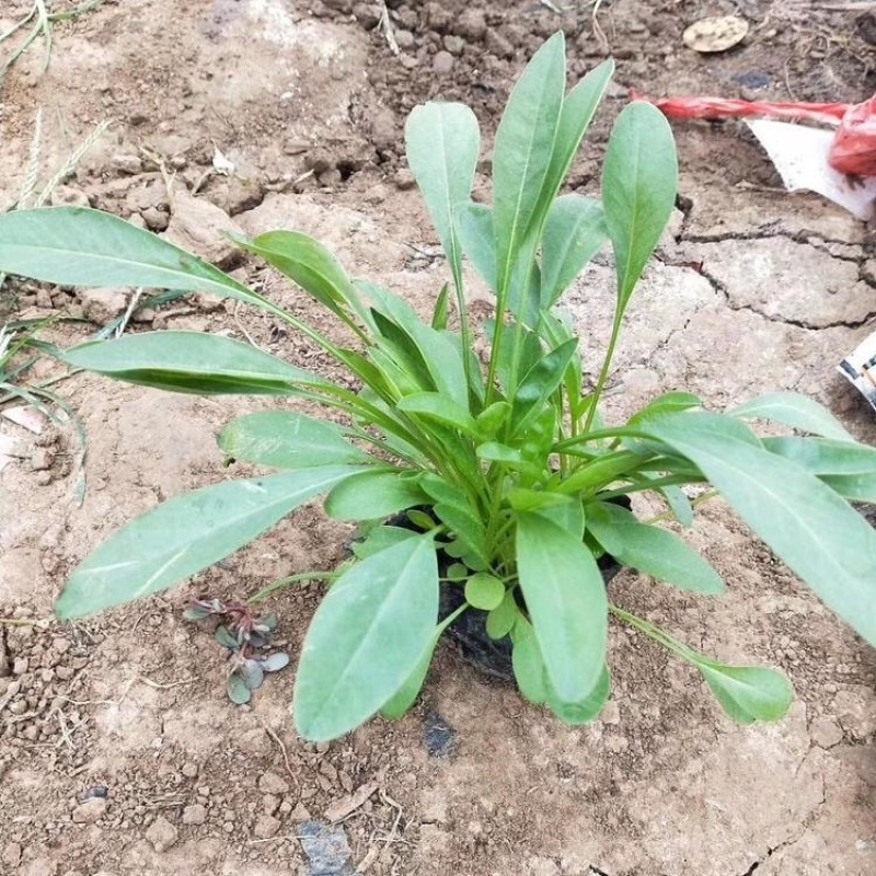 金鸡菊基地，一手货源，产地直发，量大质优，大量有货