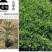 【蚊子克星】九里香花卉盆栽浓香四季开花七里香驱蚊植物室内