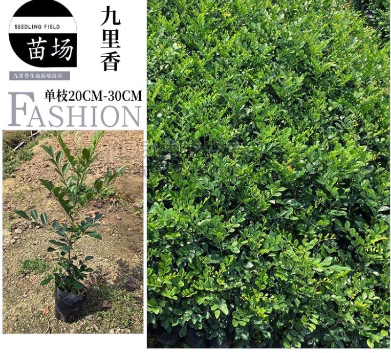 【蚊子克星】九里香花卉盆栽浓香四季开花七里香驱蚊植物室内