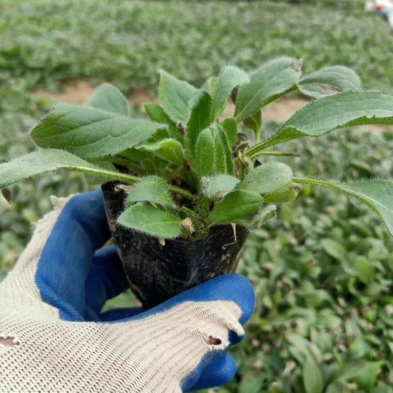 黑心菊，精品苗，黑心菊杯苗，基地直发大量供应