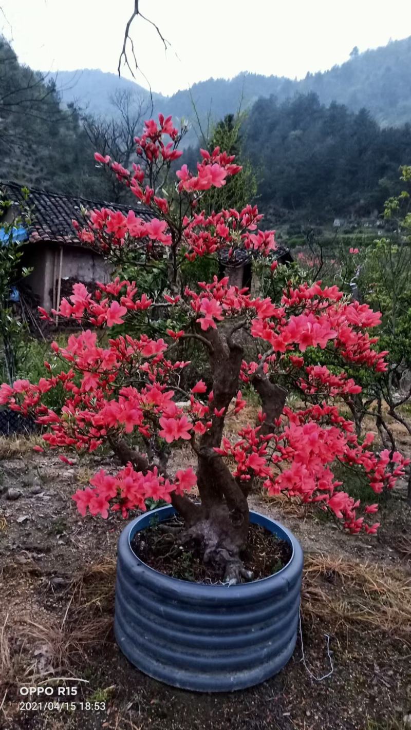 精品映山红盆景