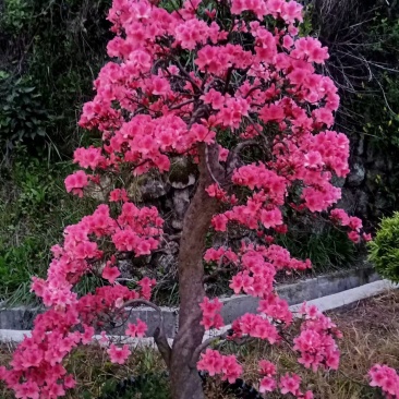 精品映山红盆景