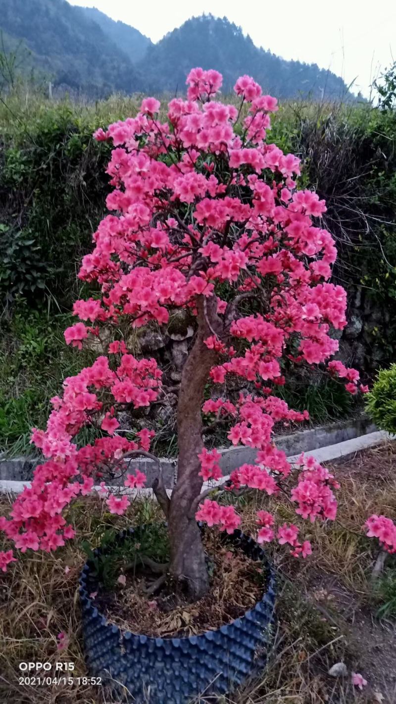 精品映山红盆景