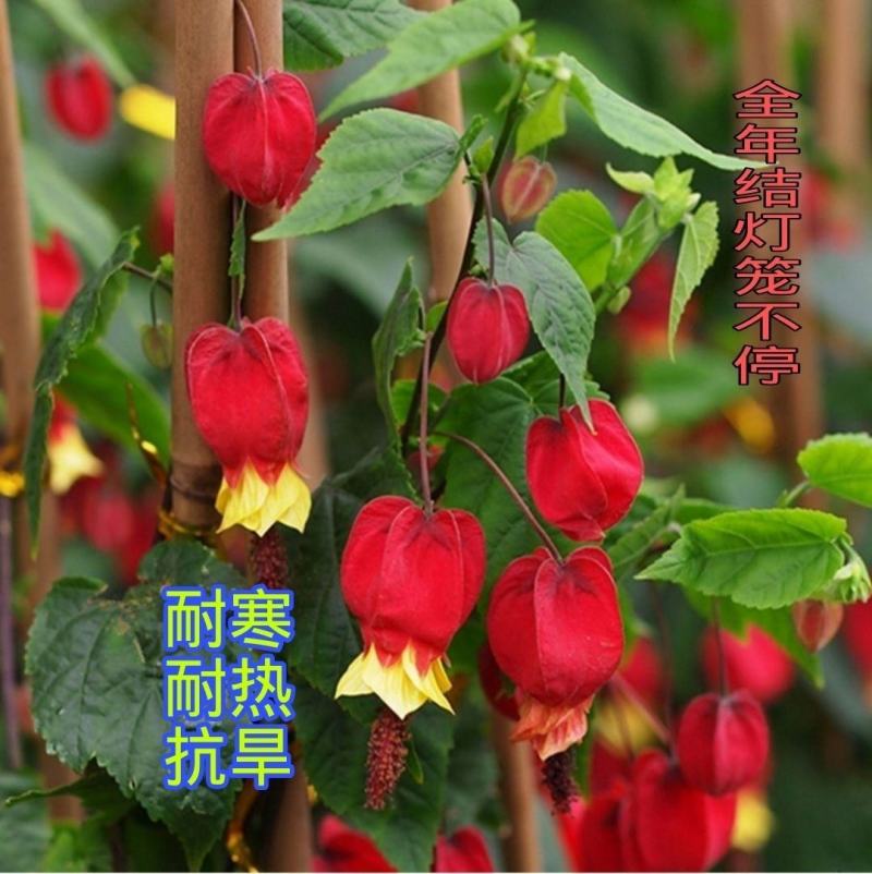 灯笼花盆栽蔓性风铃花四季开花不断藤本攀援爬藤庭院好养易活