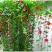 灯笼花盆栽蔓性风铃花四季开花不断藤本攀援爬藤庭院好养易活