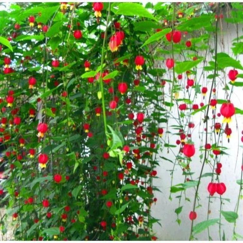 灯笼花盆栽蔓性风铃花四季开花不断藤本攀援爬藤庭院好养易活
