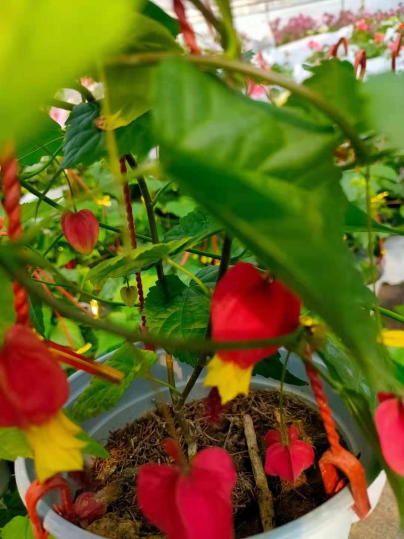 灯笼花盆栽蔓性风铃花四季开花不断藤本攀援爬藤庭院好养易活