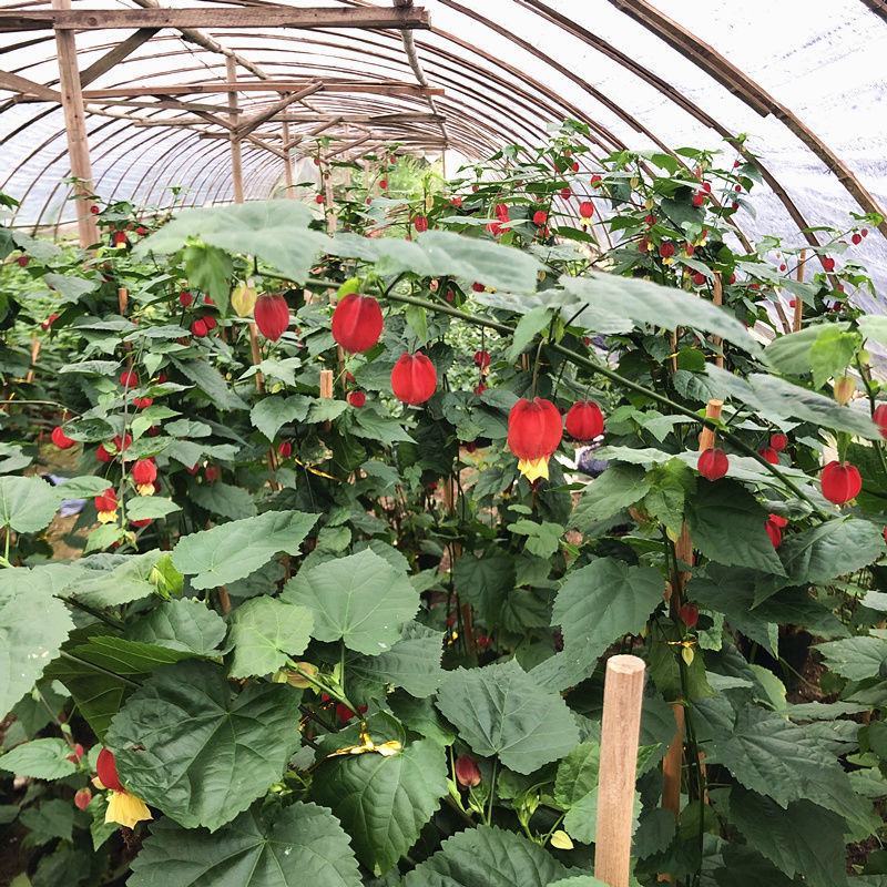 灯笼花盆栽蔓性风铃花四季开花不断藤本攀援爬藤庭院好养易活