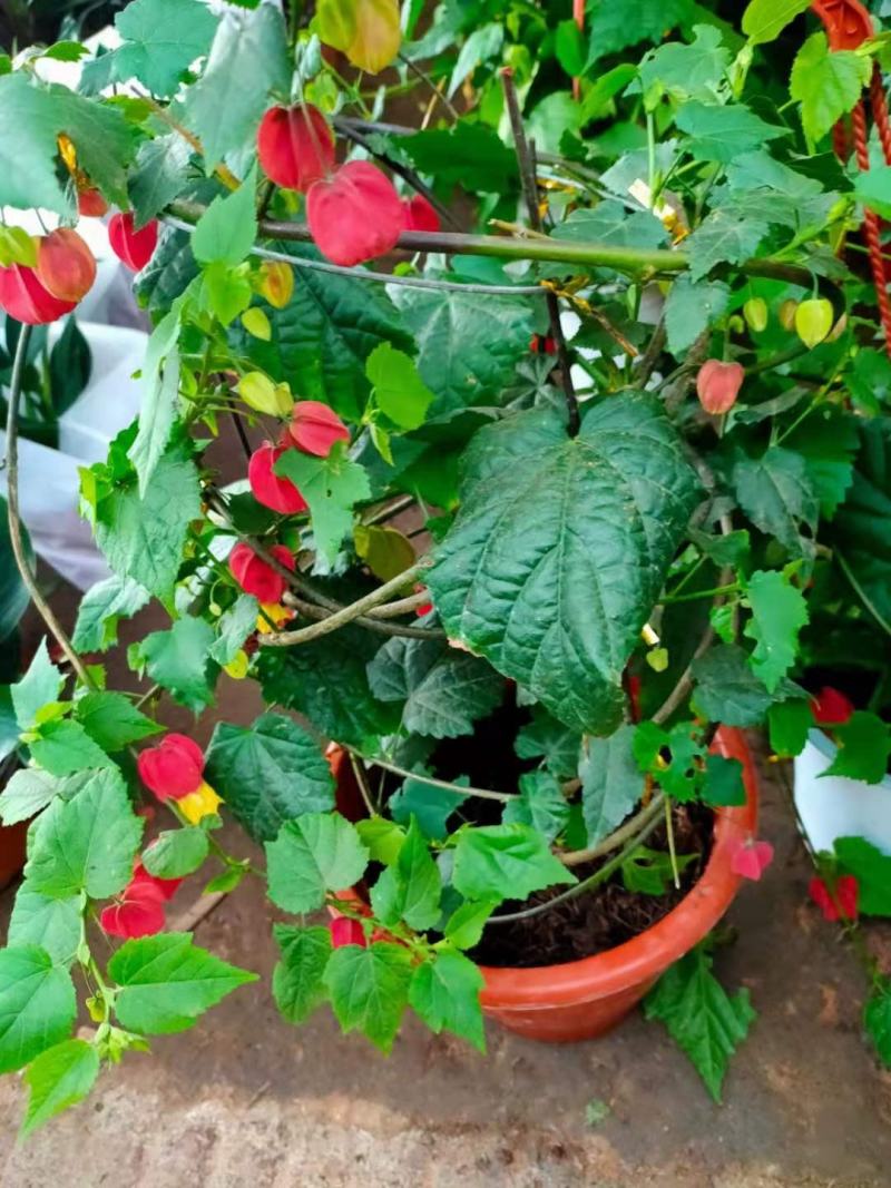 灯笼花盆栽蔓性风铃花四季开花不断藤本攀援爬藤庭院好养易活