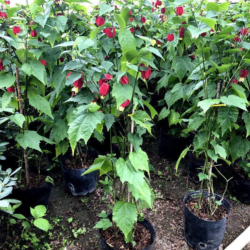 灯笼花盆栽蔓性风铃花四季开花不断藤本攀援爬藤庭院好养易活