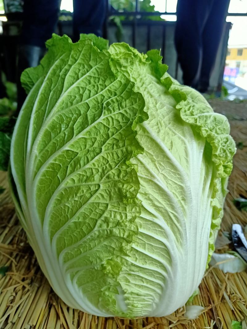 山东黄心大白菜大量上市需要可以联系代发全国欢迎洽谈