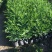 【蚊子克星】九里香花卉盆栽浓香四季开花七里香驱蚊植物室内