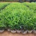 【蚊子克星】九里香花卉盆栽浓香四季开花七里香驱蚊植物室内