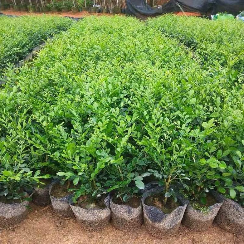 【蚊子克星】九里香花卉盆栽浓香四季开花七里香驱蚊植物室内