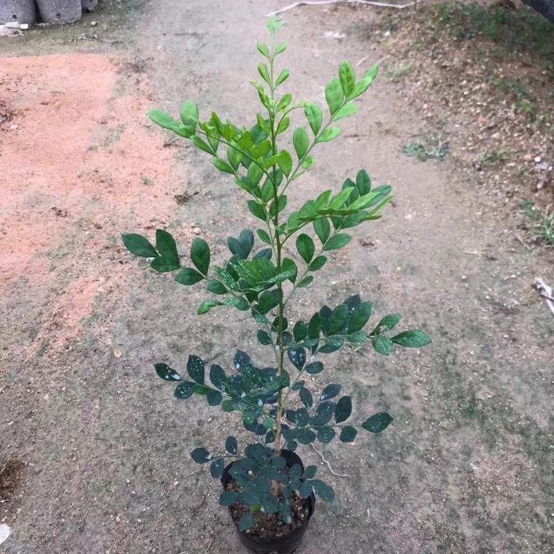 【蚊子克星】九里香花卉盆栽浓香四季开花七里香驱蚊植物室内