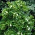【蚊子克星】九里香花卉盆栽浓香四季开花七里香驱蚊植物室内