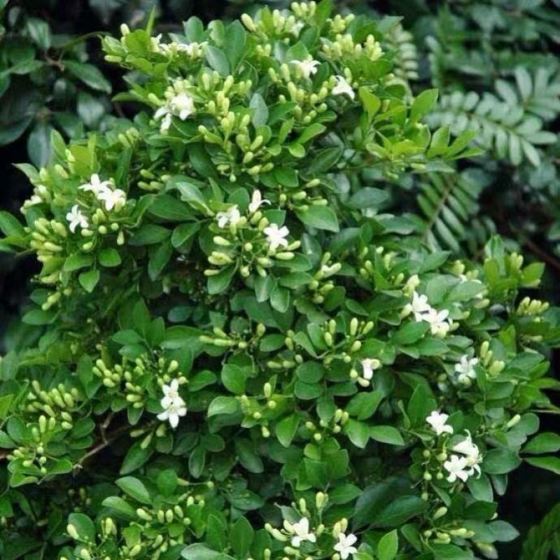【蚊子克星】九里香花卉盆栽浓香四季开花七里香驱蚊植物室内