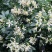 【蚊子克星】九里香花卉盆栽浓香四季开花七里香驱蚊植物室内