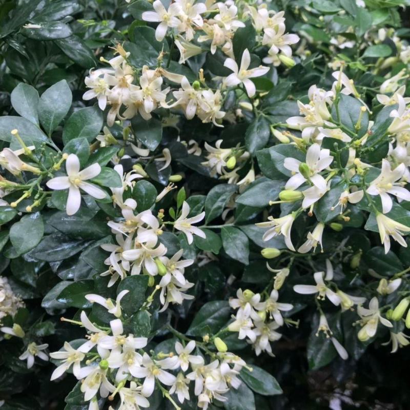 【蚊子克星】九里香花卉盆栽浓香四季开花七里香驱蚊植物室内