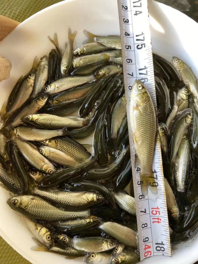 优质草鱼苗生长快四大家鱼苗鱼场专供种类多