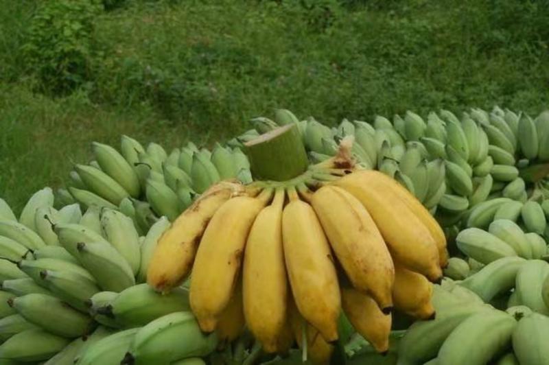 香蕉苗粉蕉苗红香蕉苗B2蕉苗中蕉九号红美人蕉