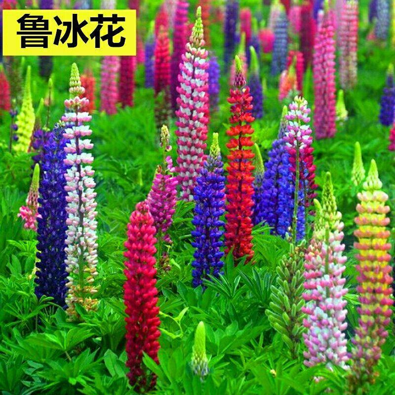 鲁冰花种子庭院阳台盆栽花卉植物种孑四季易播易活花籽开花