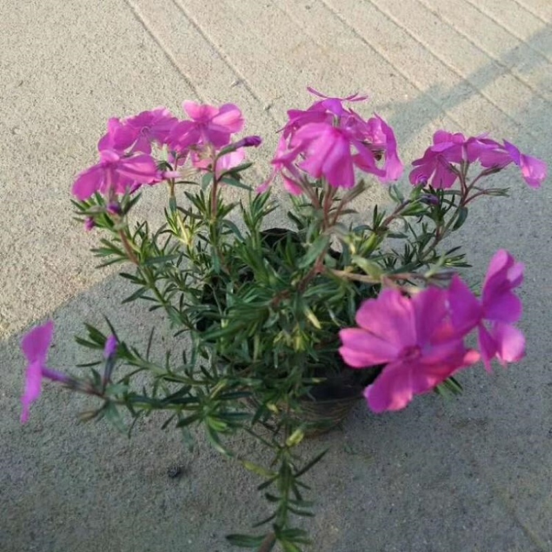 丛生福禄考，芝樱，一手货源，产地直发，大量供应