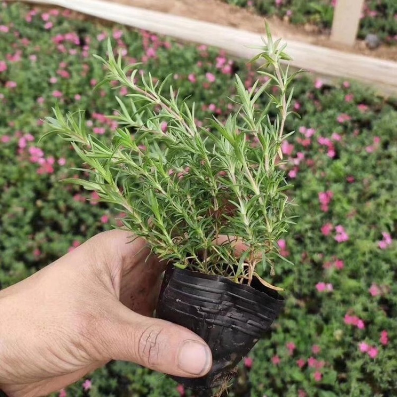丛生福禄考，芝樱，一手货源，产地直发，大量供应