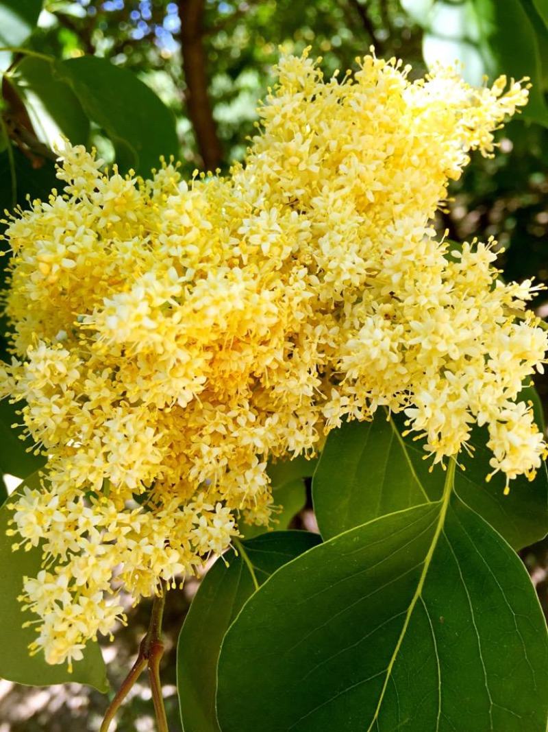 高杆暴马丁香黄花暴马丁香白花暴马丁香