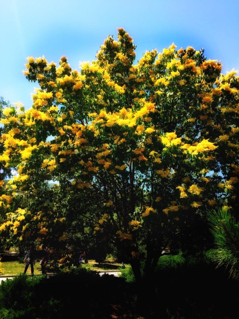 高杆暴马丁香黄花暴马丁香白花暴马丁香