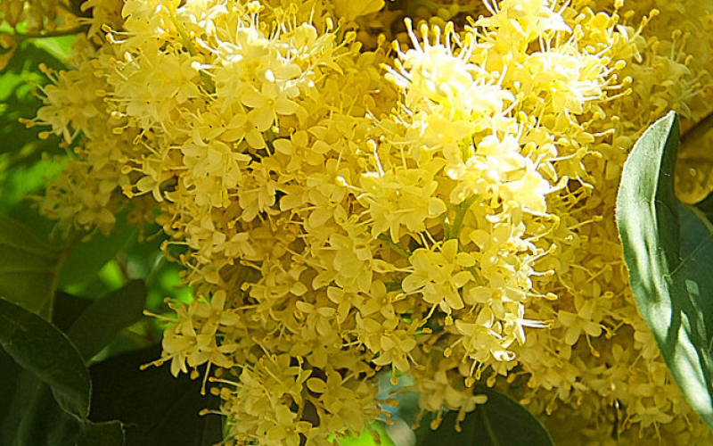 高杆暴马丁香黄花暴马丁香白花暴马丁香