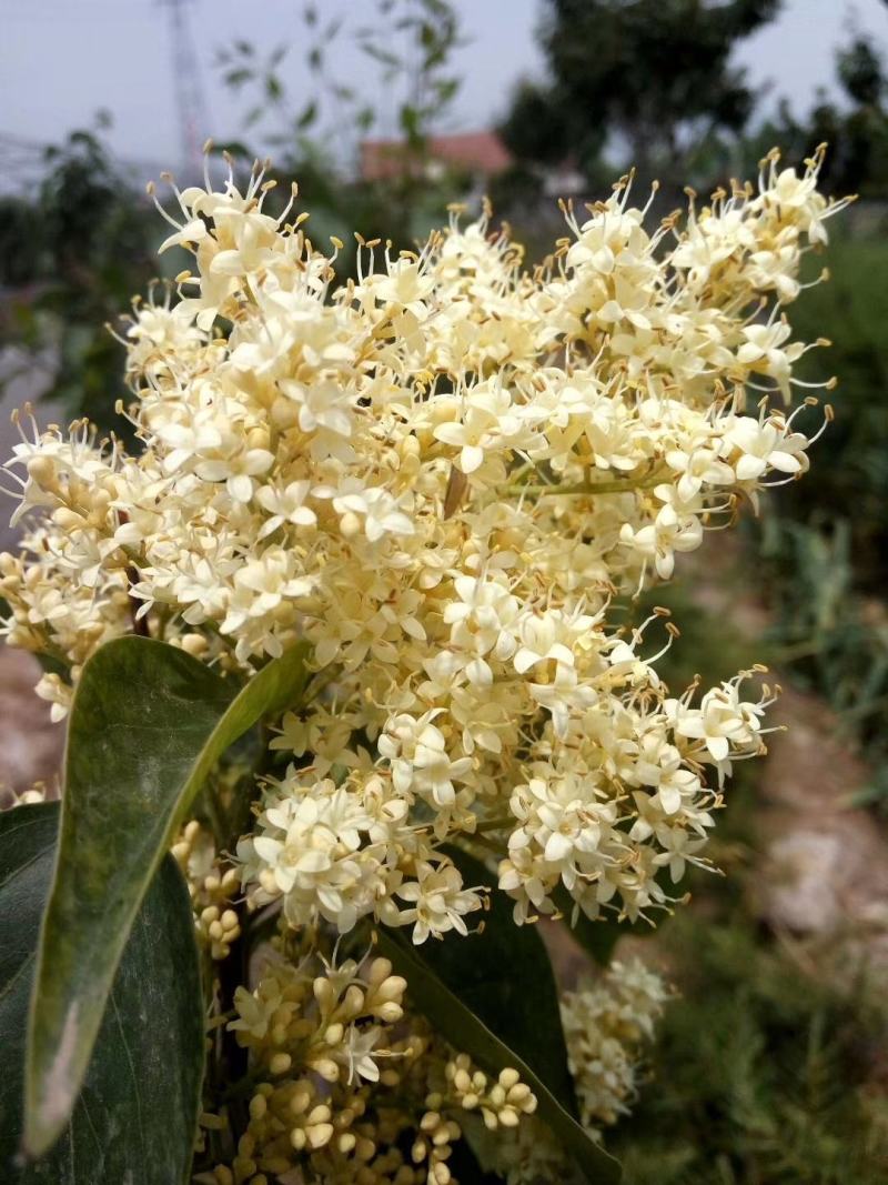 高杆暴马丁香黄花暴马丁香白花暴马丁香