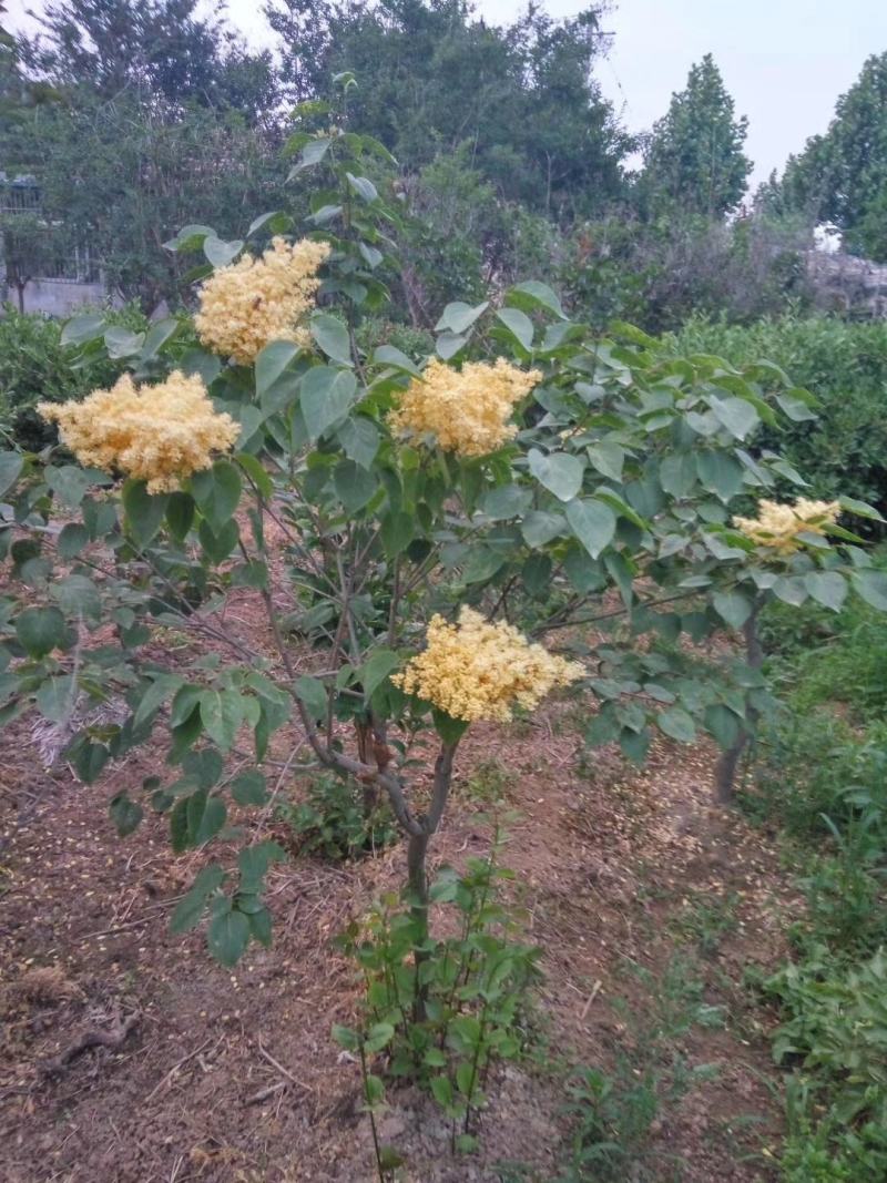 高杆暴马丁香黄花暴马丁香白花暴马丁香