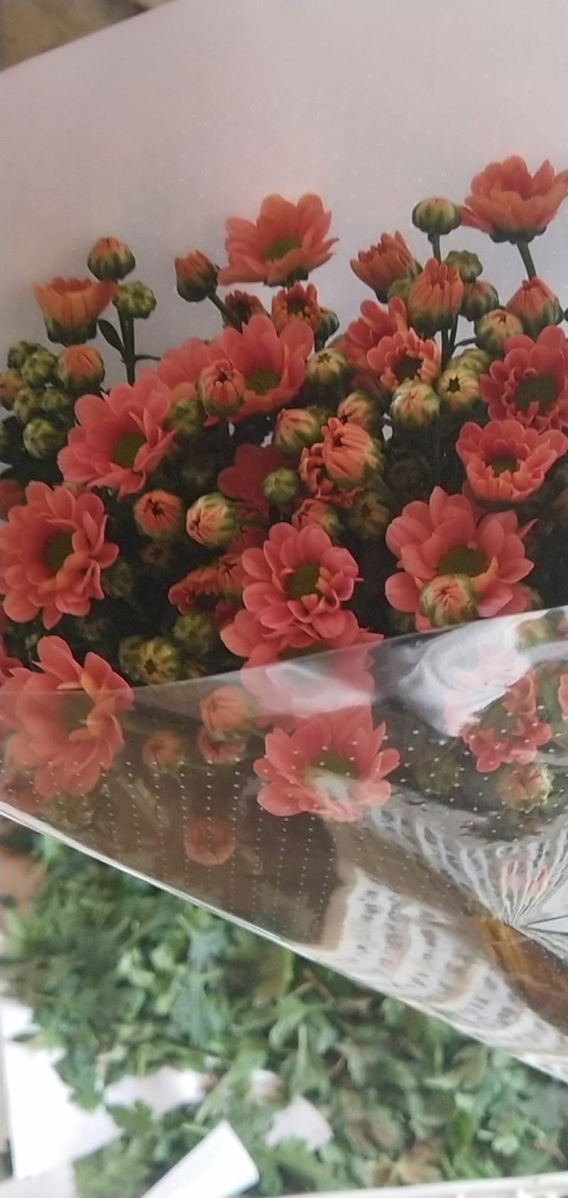 小雏菊，各色，配色，均可