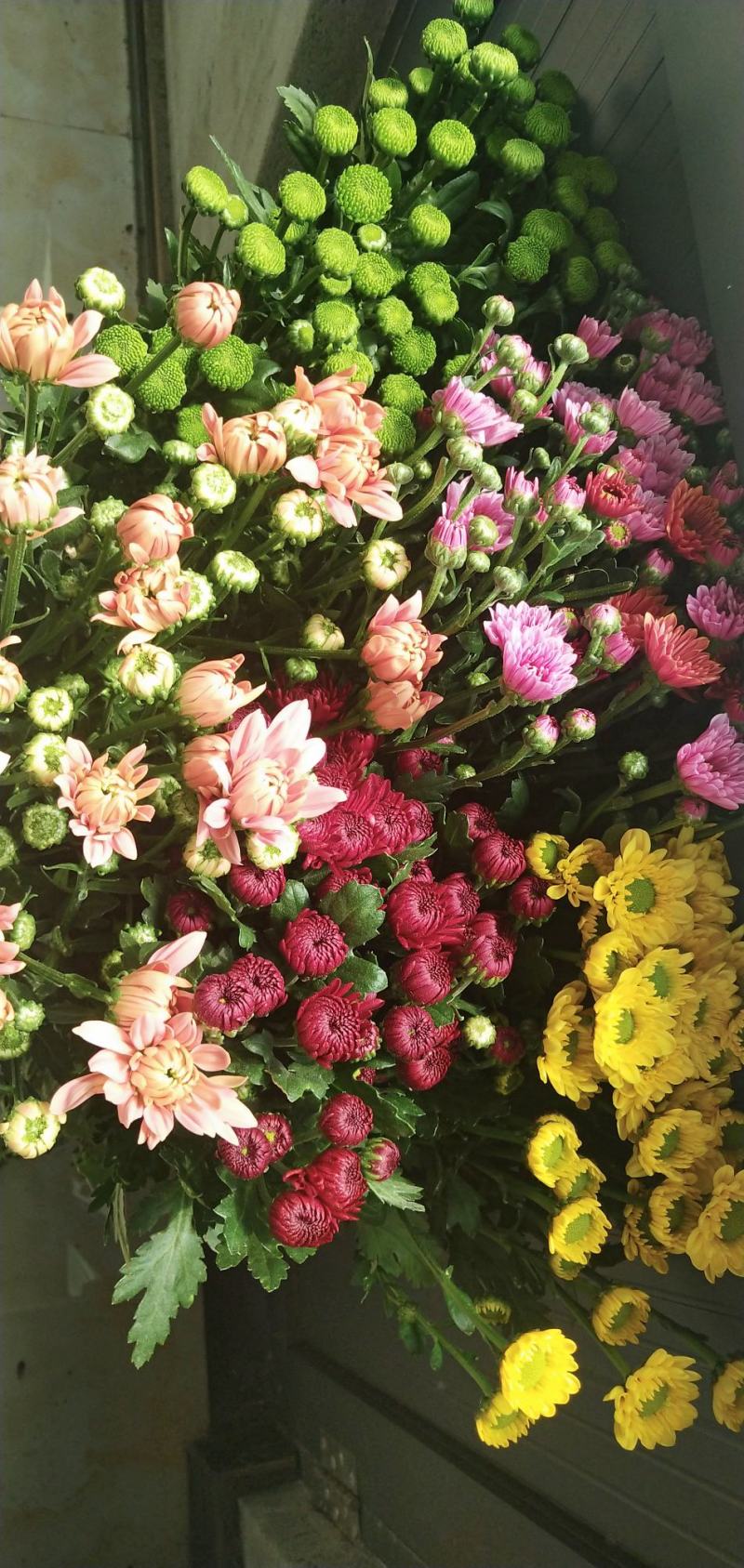 小雏菊，各色，配色，均可