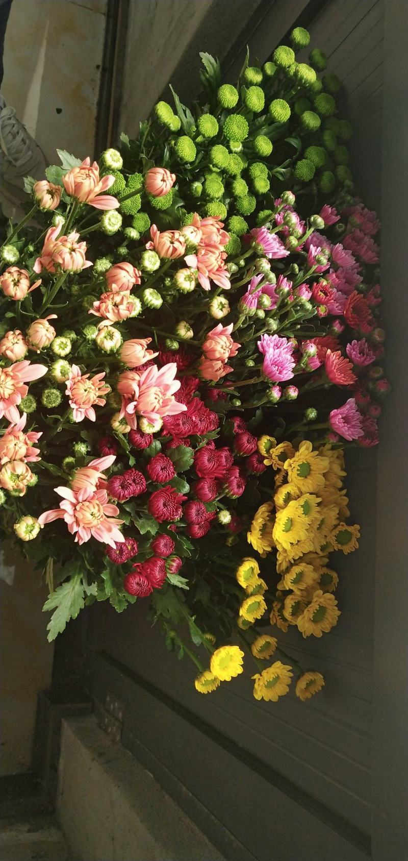 小雏菊，各色，配色，均可