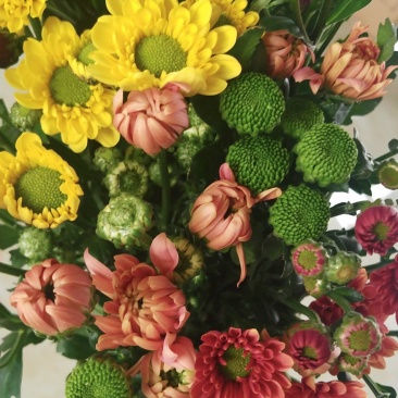 小雏菊，各色，配色，均可