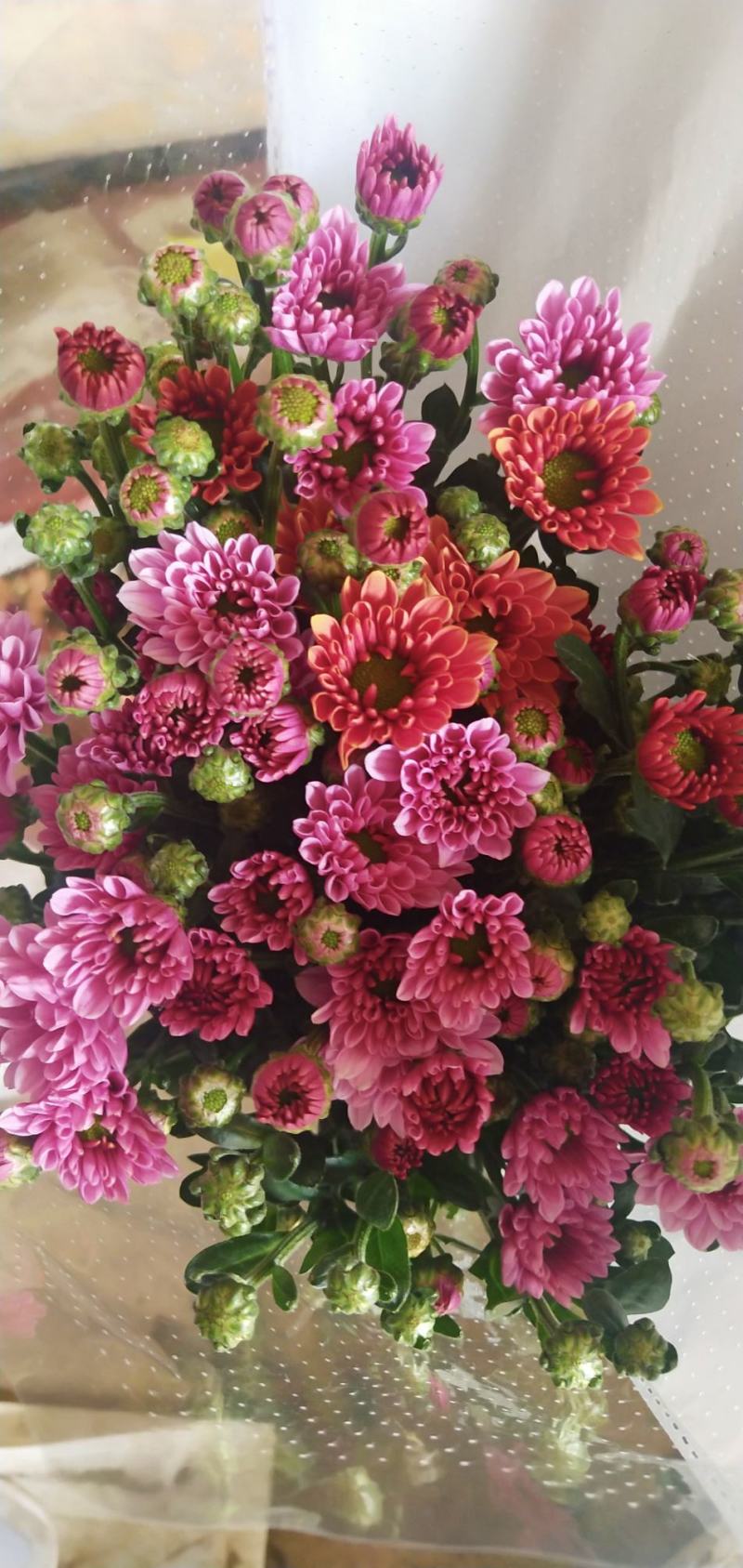 小雏菊，各色，配色，均可