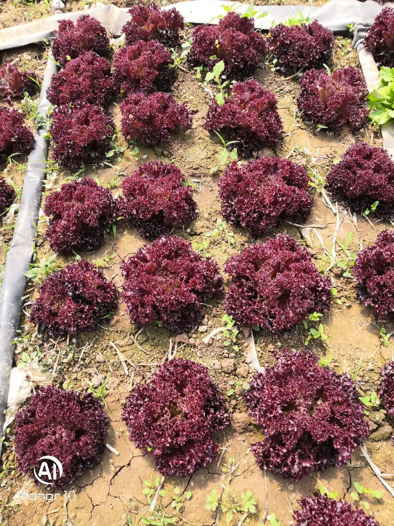罗勒紫叶特菜