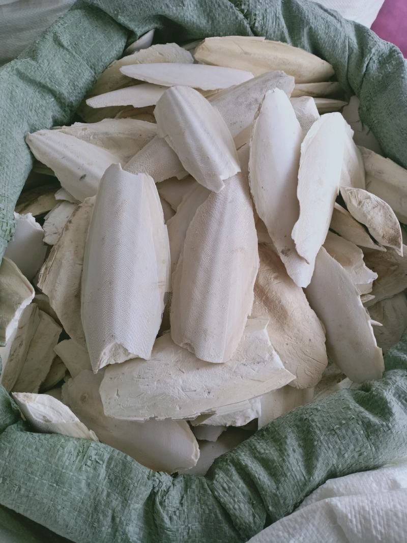 海螵蛸，各种规格海螵蛸质量保证经营各种中药材欢迎咨询合作